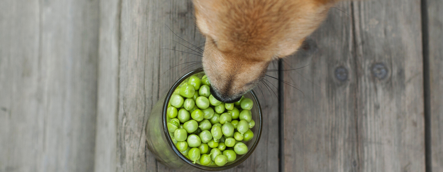 dog-eats-green-peas